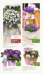 Pflanzen Angebot im aktuellen Pflanzen Kölle Prospekt auf Seite 2