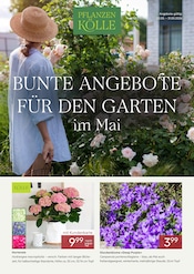 Sträucher Angebote im Prospekt "BUNTE ANGEBOTE FÜR DEN GARTEN IM MAI" von Pflanzen Kölle auf Seite 1
