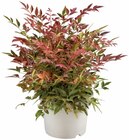 Bambou Nain (Nandina) en promo chez Lidl Antony à 6,99 €