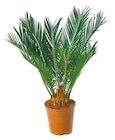 Japanischer Palmfarn Cycas Revoluta bei Netto mit dem Scottie im Jamlitz Prospekt für 12,99 €