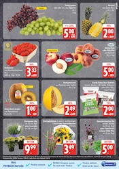 Hortensie im EDEKA Prospekt in Neubrandenburg Aktueller EDEKA Prospekt mit Hortensie, "Top Angebote", Seite 7