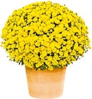 Aktuelle Chrysantheme Angebote bei BayWa Bau- und Gartenmärkte in Nürnberg Aktuelles Chrysanthemen-Busch Angebot bei BayWa Bau- und Gartenmärkte in Nürnberg ab 6,99 €