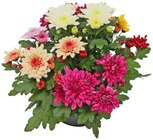 Chrysantheme im Angebot bei REWE in Siegen Chrysantheme Angebote bei REWE Siegen für 2,79 €