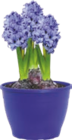 Jacinthe - Gardenline - Aldi Jacinthe - Gardenline à 1,99 € dans le catalogue Aldi
