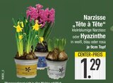 Narzisse "Tête à Tête" oder Hyazinthe  im aktuellen EDEKA Prospekt für 1,29 €