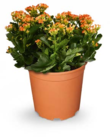 Kalanchoe im Angebot bei Netto Marken-Discount in Weiden Kalanchoe Angebote bei Netto Marken-Discount Weiden für 4,99 €