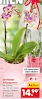 Orchideen Arrangement von  im aktuellen Netto Marken-Discount Prospekt für 14,99 €