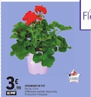 Géranium en pot en promo chez E.Leclerc Nantes à 3,99 €