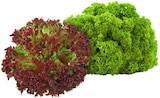 REWE Lehrte - Lollo Bionda oder Lollo Rosso Salat Angebot im Prospekt Lollo Bionda oder Lollo Rosso Salat bei REWE im Lehrte Prospekt für 0,89 €