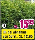 Heckenpflanze im Angebot bei Hornbach in Bremerhaven Heckenpflanze Angebote bei Hornbach Bremerhaven für 12,95 €