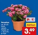 Pernettya im Angebot bei Netto Marken-Discount in Mettmann Pernettya Angebote bei Netto Marken-Discount Mettmann für 3,49 €