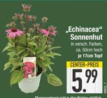 Echinacea Sonnenhut von  im aktuellen EDEKA Prospekt für 5,99 €