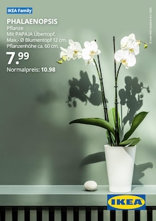 Blumentopf im IKEA Prospekt "IKEA Family PHALAENOPSIS" mit 1 Seiten (Heilbronn)
