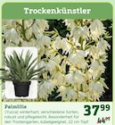 Palmlilie (Yucca) im Pflanzen Kölle Prospekt Palmlilie (Yucca) von im aktuellen Pflanzen Kölle Prospekt für 37,99 €