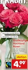 Großköpfige Hochland Rosen im aktuellen Netto Marken-Discount Prospekt für 4,99 €