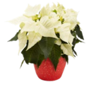 Weihnachtsstern im Kaufland Prospekt Weihnachtsstern im aktuellen Kaufland Prospekt für 6,99 €