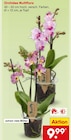Orchidee Multiflora im Netto Marken-Discount Prospekt Orchidee Multiflora von im aktuellen Netto Marken-Discount Prospekt für 9,99 €