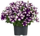 Pétunia en promo chez Lidl Pétunia dans le catalogue Lidl