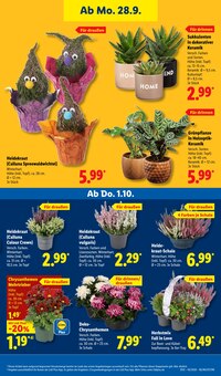 Pflanzen im Lidl Prospekt "LIDL LOHNT SICH" mit 71 Seiten (Aachen)
