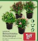 Weihnachtskaktus (Schlumbergera) im ALDI Nord Prospekt zum Preis von 1,69 €