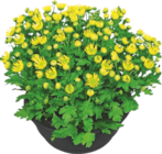 Chrysanthème - Gardenline en promo à 3,49 € chez Aldi Chrysanthème - Gardenline dans le catalogue Aldi