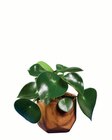 Grünpflanze in Holzoptik-Keramik  im aktuellen Lidl Prospekt für 5,99 €