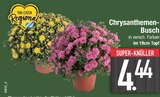 Chrysanthemen-Busch  im aktuellen EDEKA Prospekt für 4,44 €