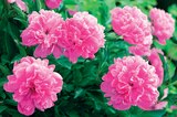 Promo Pivoine ECLOZ à 9,99 € dans le catalogue Jardineries du terroir à Saint-Pierre-d'Albigny