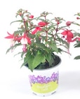 Geranien, Fuchsien, Bacopa oder Lobelien für 1,79 € bei Thomas Philipps im Angebot Geranien, Fuchsien, Bacopa oder Lobelien im aktuellen Thomas Philipps Prospekt