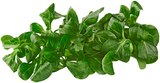 Aktuelles Feldsalat Angebot bei REWE in Dresden ab 1,19 €
