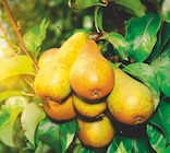 Promo Fruitiers INVIVO Nous on sème à 26,99 € dans le catalogue Delbard à Aumale