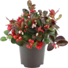 Marktkauf Trittau - Gaultherien Scheinbeere Angebot im Prospekt Gaultherien Scheinbeere bei Marktkauf im Trittau Prospekt für 2,99 €