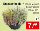 Knospenheide Calluna vulgaris Beauty Ladies Trio für 7,99 € bei Zimmermann im Angebot Knospenheide Calluna vulgaris Beauty Ladies Trio im aktuellen Zimmermann Prospekt
