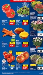Blumen Angebot im aktuellen Lidl Prospekt auf Seite 3