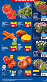 Ähnliche Weihnachtsstern Angebote im Prospekt "LIDL LOHNT SICH" von Lidl in Braunschweig Ähnliche Angebote wie Weihnachtsstern im Prospekt "LIDL LOHNT SICH" auf Seite 3 von Lidl in Braunschweig