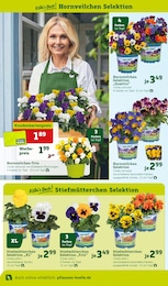 Blumen Angebot im aktuellen Pflanzen Kölle Prospekt auf Seite 4