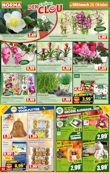 Blumen im aktuellen Norma Prospekt (Augsburg) Blumen im Norma Prospekt "Mehr fürs Geld" mit 27 Seiten (Augsburg)