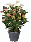 Anthurium - Lidl à Versailles Anthurium en promo chez Lidl Versailles à 8,99 €