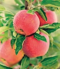 Fruitiers gobelet INVIVO Nous on sème - INVIVO Nous on sème à 26,99 € dans le catalogue Delbard