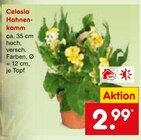 Zimmerpflanzen im Netto Marken-Discount Prospekt Celosia Hahnenkamm im aktuellen Netto Marken-Discount Prospekt für 2,99 €