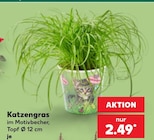 Katzengras im aktuellen Kaufland Prospekt