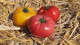 Trio de tomates - Gamm vert à Saint-Denis Trio de tomates en promo chez Gamm vert Saint-Denis à 3,00 €