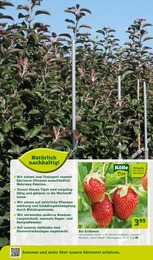 Kaufland Erdbeeren Angebote & Preise im Prospekt vergleichen!