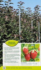 Bio Obst Angebote im Prospekt "Ich mach´s mir schön" von Pflanzen Kölle Bio Obst Angebote im Prospekt "Ich mach´s mir schön" von Pflanzen Kölle auf Seite 14