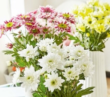 Schnittblumen, langstielig bei ALDI SÜD in Mainz Schnittblumen, langstielig im Angebot bei ALDI SÜD Mainz für 2,99 €