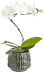 Botanic Orléans - Promo Orchidée Phalaenopsis Spirale 1 Branche + Cache-Pot Céramique Promo Orchidée Phalaenopsis Spirale 1 Branche + Cache-Pot Céramique à 25,99 € dans le catalogue Botanic à Orléans