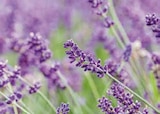 Lavendel Busch Angebote bei Globus-Baumarkt Ludwigshafen für 2,99 €