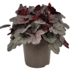 Heuchera von GARDENLINE für 2,99 € bei ALDI Nord im Angebot Heuchera von GARDENLINE im aktuellen ALDI Nord Prospekt