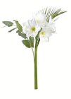 Amaryllis im Angebot bei Lidl in Offenburg Amaryllis Angebote bei Lidl Offenburg für 2,49 €