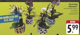 Mini Orchidee Phalaenopsis bei E center im Prospekt "" für 5,99 €